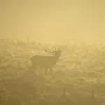Oda ve Kahvaltı Le Hurlement Du Loup