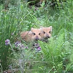Le Hurlement Du Loup Tailles