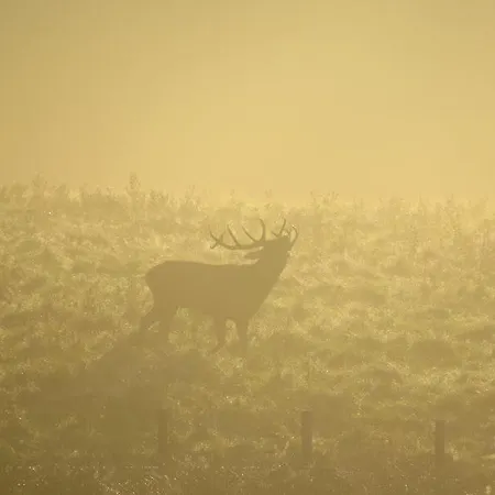 Bed and Breakfast Le Hurlement Du Loup