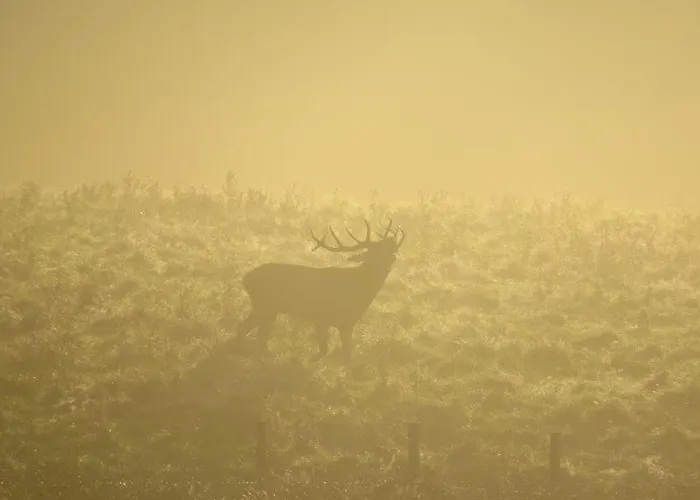 Bed & Breakfast Le Hurlement Du Loup