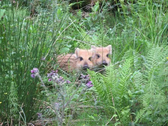 Le Hurlement Du Loup Tailles