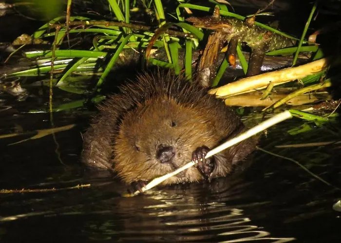 Le Hurlement Du Loup 3* Tailles